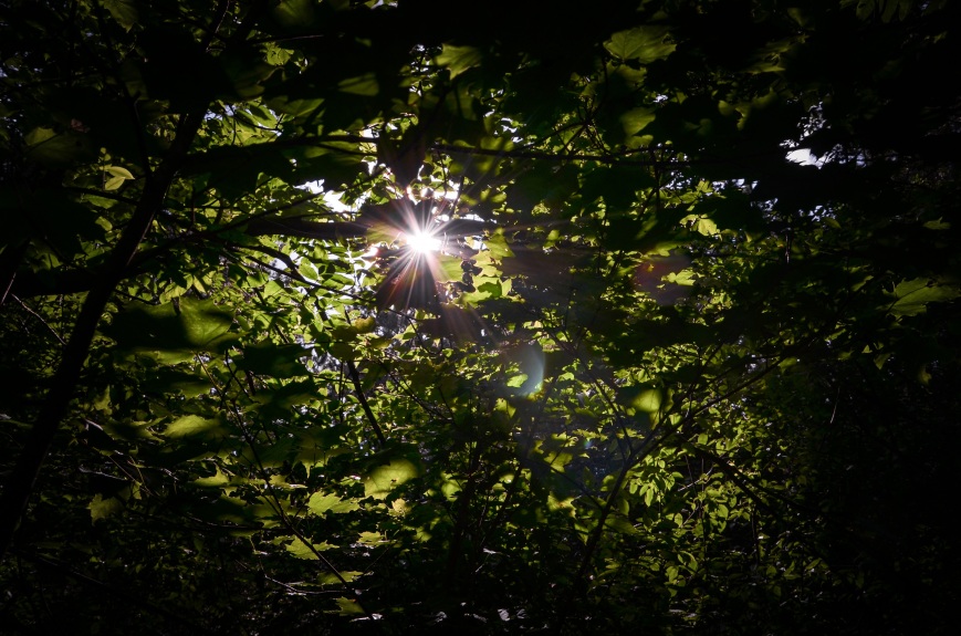 sunlight through leaves